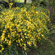 Kerria japonica 'Golden Guinea': Bild 2/2