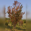 Prunus 'Collingwood Ingram': Bild 10/10