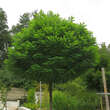 Robinia pseudoac. 'Umbraculifera': Bild 5/5
