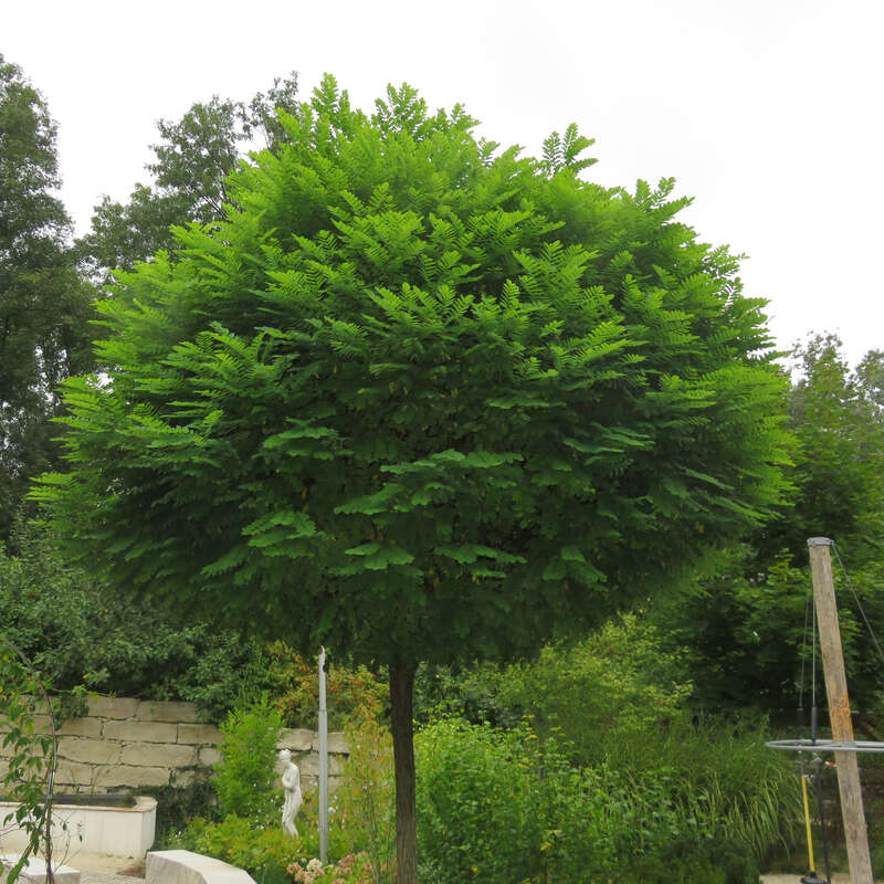 Kugelakazie - Robinia pseudoacacia ‘Umbraculifera’