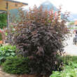 Physocarpus opulifolius 'Diabolo': Bild 6/6