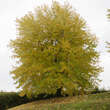 Acer saccharinum 'Laciniatum Wieri': Bild 4/7