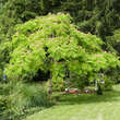 Albizia julibrissin 'Ombrella': Bild 3/4