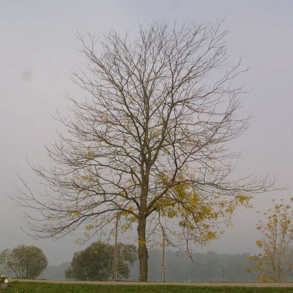 Gleditsia triacanthos 'Skyline': Bild 4/9