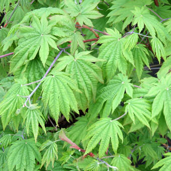 Acer japonicum 'Vitifolium': Bild 5/7