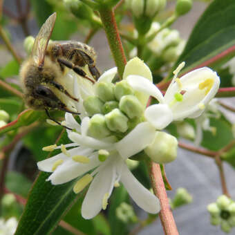 Heptacodium miconioides: Bild 3/12