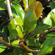 Magnolia grandiflora 'Little Gem': Bild 3/3