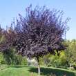Prunus cerasifera 'Nigra': Bild 7/9
