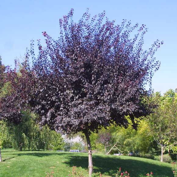 Prunus cerasifera 'Nigra': Bild 7/9 Prunus cerasifera 'Nigra': Bild 7/9