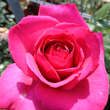 Rose 'Sexy Perfumella': Bild 5/6