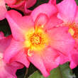 Rose 'Kampay': Bild 5/8