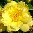 Rose 'Loredo': Bild 3/5