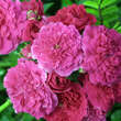 Rose 'Super Excelsa': Bild 5/11
