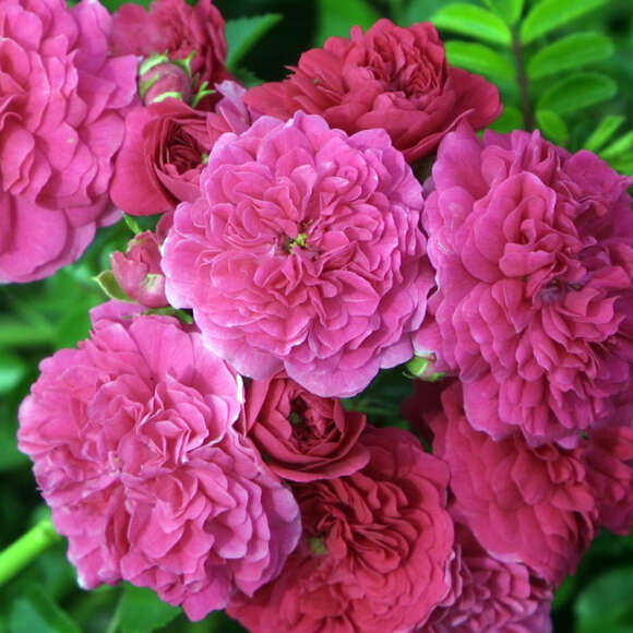 Rose 'Super Excelsa': Bild 5/11 Rose 'Super Excelsa': Bild 5/11