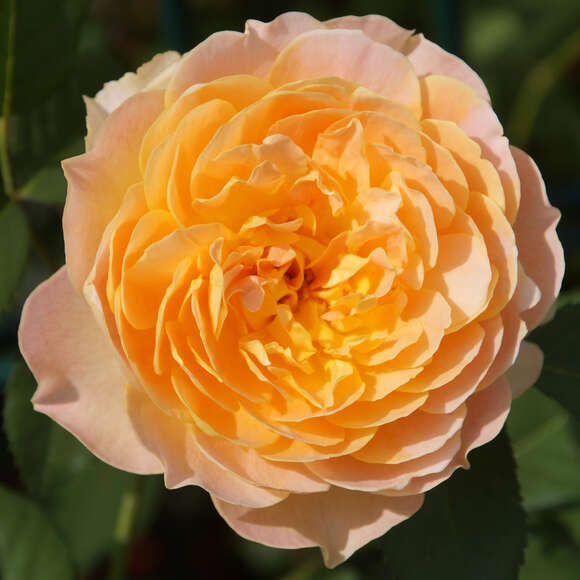 Rose 'Molineux': Bild 1/4