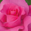 Rose 'The McCartney Rose': Bild 2/2