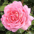 Rose 'Jubilee Celebration': Bild 5/5
