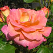 Rose 'Inspiration': Bild 5/5