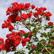 Rose 'Strombergzauber': Bild 3/3