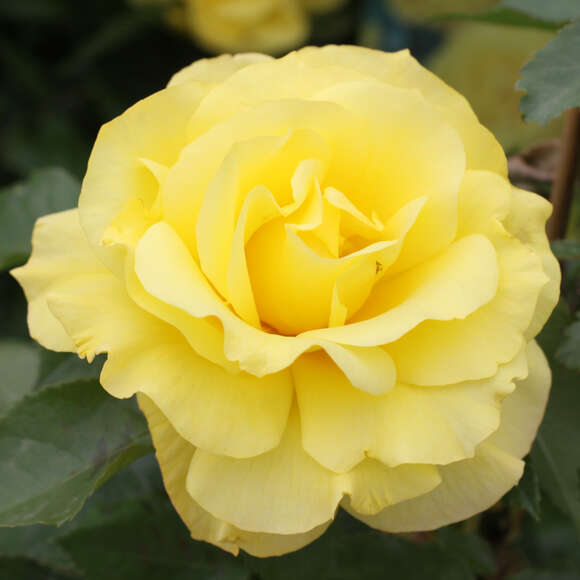 Rose 'Friesia': Bild 8/11 Rose 'Friesia': Bild 8/11