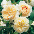 Rose 'Lichfield Angel': Bild 3/3