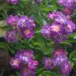 Rose 'Veilchenblau' (multiflora): Bild 3/13