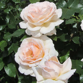 Rose 'Chandos Beauty': Bild 2/3