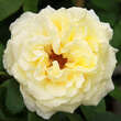 Rose 'Cyrano de Bergerac': Bild 4/4