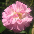 Rose 'Parfum d'Evita': Bild 2/6