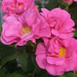 Rose 'Officinalis' (gallica): Bild 2/7