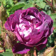 Rose 'William Lobb' (centifolia): Bild 4/6
