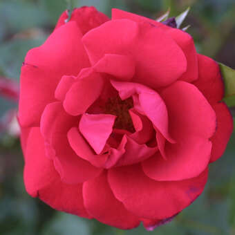 Rose 'Santana': Bild 5/7