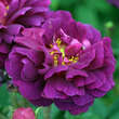 Rose 'Nuits de Young' (centifolia): Bild 6/6