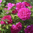 Rose 'Sophy's Rose': Bild 3/7