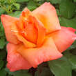 Rose 'Climbing Christophe Colomb': Bild 2/7