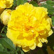 Rose 'Persian Yellow' (foetida): Bild 2/4