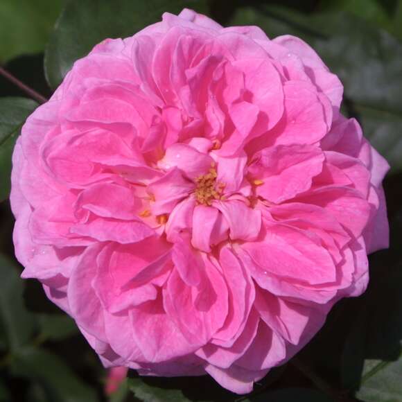 Rose 'Gertrude Jekyll': Bild 2/15 Rose 'Gertrude Jekyll': Bild 2/15