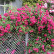 Rose 'Super Excelsa': Bild 7/11