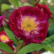 Rose 'Perennial Blue': Bild 2/6