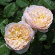 Rose 'Evelyn' (Apricot Parfait): Bild 4/7