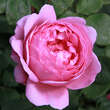 Rose 'Princess Alexandra of Kent': Bild 3/3