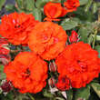 Rose 'Olympisches Feuer 92': Bild 3/5