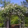 Rose 'Mme Alfred Cariere' (noiset.): Bild 4/5