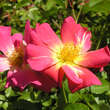 Rose 'Pink Compact Meidiland': Bild 3/8
