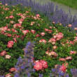 Rose 'Blumenstadt Tulln': Bild 11/11