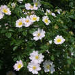 Rosa canina: Bild 5/9