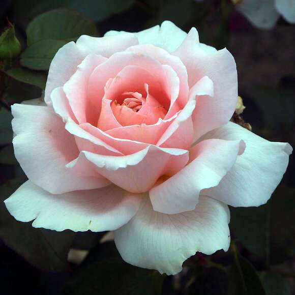 Rose 'Andre le Notre': Bild 4/5 Rose 'Andre le Notre': Bild 4/5