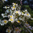 Rose 'Francis E. Lester': Bild 4/4