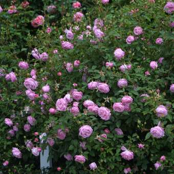 Rose 'Hermosa': Bild 5/6