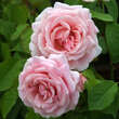 Rose 'Frederic Mistral': Bild 2/5